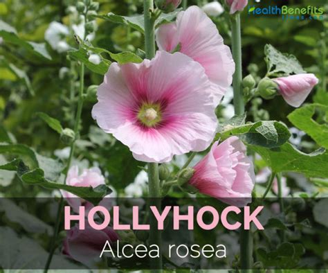 Traditional Practices and Rituals Involving the Astronomical Magic Hollyhock